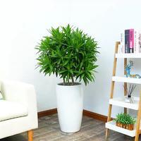 辦公室綠植租擺