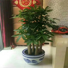 發(fā)財(cái)樹(shù)