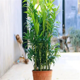 夏威夷竹