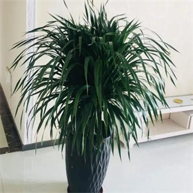 龍須樹(shù)