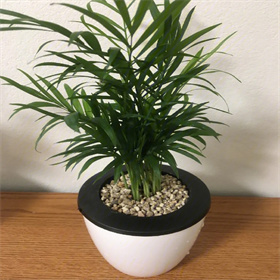 袖珍椰子