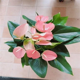 粉掌